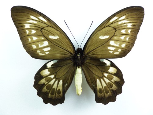 Ornithoptera priamus priamus
