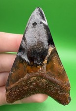 Gemma fossile dente di squalo