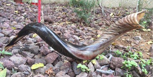 Corno yemenita antilope shofar - yemenita,
