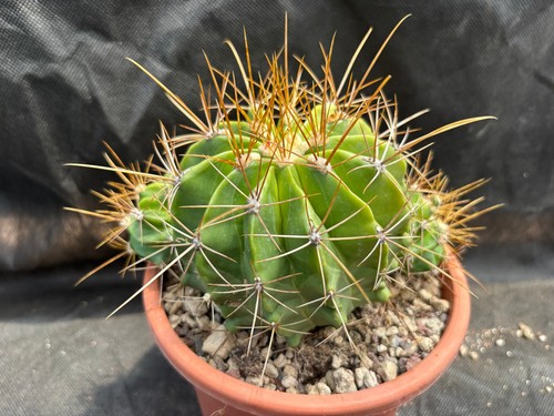 Ferocactus echidne - echidne, v