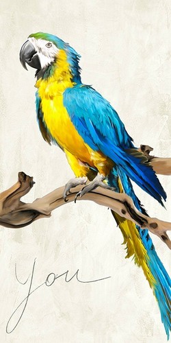Quadro animale uccello - animale,
