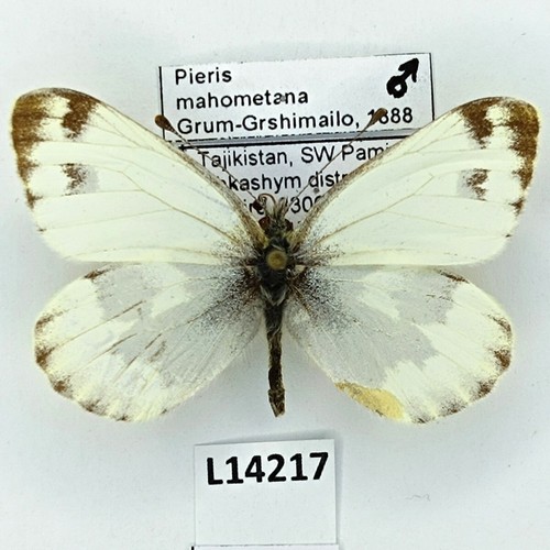 Pieridae pieris mahometana - pieridae,,