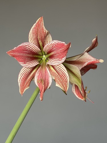 Hippeastrum exotic star ahn2 - hippeastrum, x