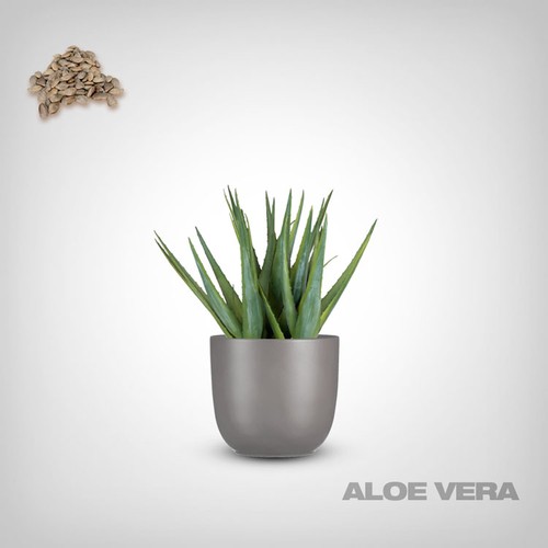 Semi aloe vera - semi, premium