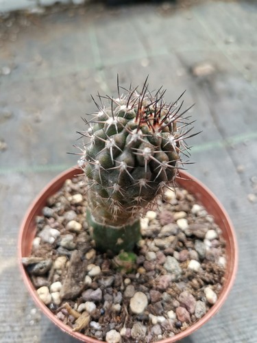 Phyrrocactus innestata - phyrrocactus,