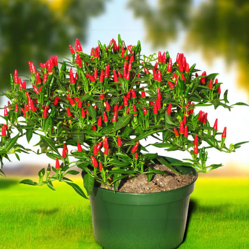 Ucraina peperoncino occhio - ucraina,