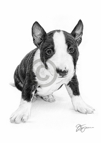 English bull terrier cucciolo - english,