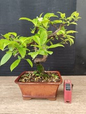 Bonsai melo giapponese h - bonsai,