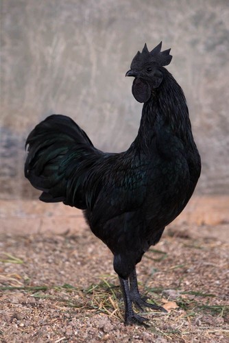 Ayam cemani uova fertili - ayam,