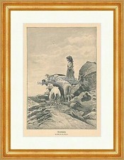 Liuti da sera gregge di pecore