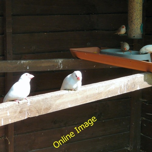 Photo 6x4 java - java, doves