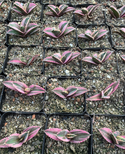 Vendita rara pianta cactus - rara,