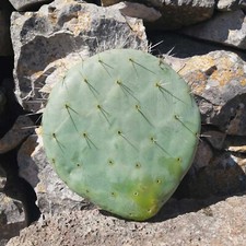 Pala fico d'india rotonda per talea frutti rossi grossi - Opuntia Robusta 1pz
