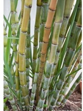 Pezzi talee non radicate - 8,