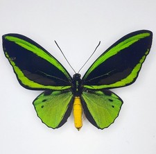 Ornithoptera priamus poseidon