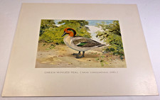 Vintage Green-Winged Teal