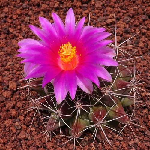 Thelocactus matudae seeds - matudae,