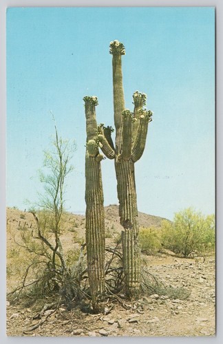 Cartolina epoca saguaro - cartolina, d'epoca