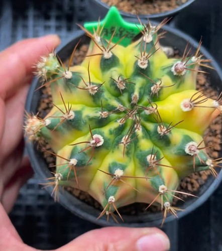 Gymnocalycium mihanovichi