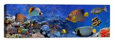 acquario Quadro Stampa su Tela