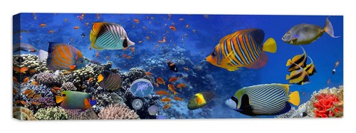 Acquario quadro stampa tela - stampa, su