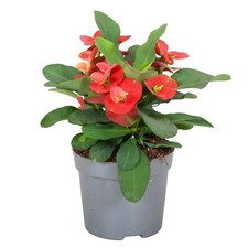  Pianta EUPHORBIA MILII vaso 9 Ø, Fiore Rosso, Corona di Cristo Spina Santa Rita