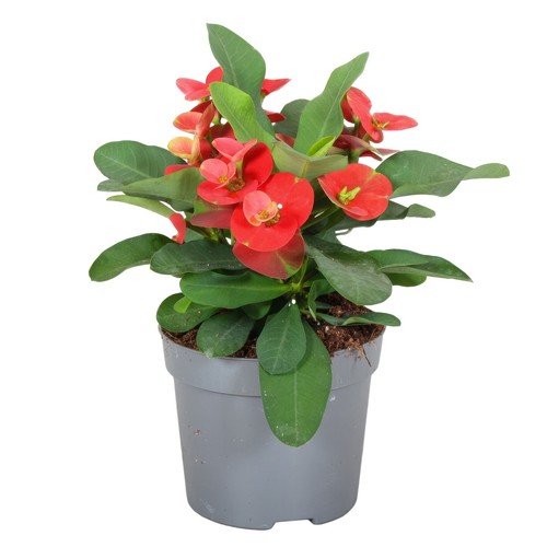 Pianta euphorbia milii - , vaso