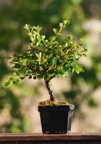 Prebonsai cotoneaster - prebonsai,