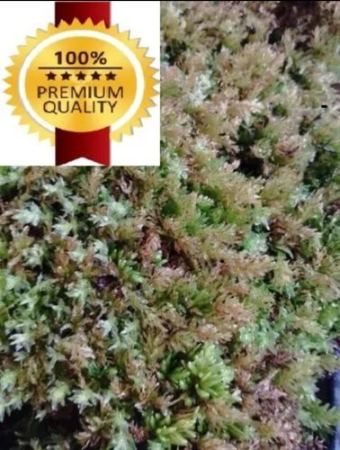 Muschio per piante - piante, 500g