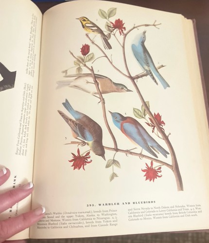 The birds america john - of,