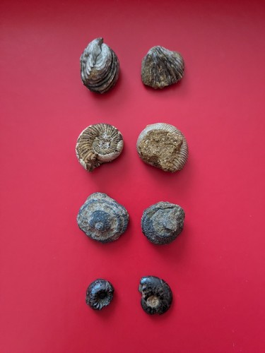 Fossili ammonite e - fossili, di