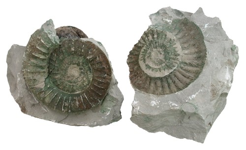 Malm ardescia proincondita - ardescia,