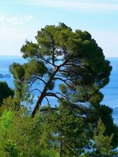 PINUS PINASTER - PINO MARITTIMO, 10 SEMI SELEZIONATI
