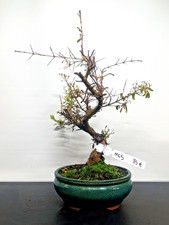 Bonsai di Melograno vaso verde