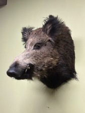 Wild Boar Shoulder Mount, Wild