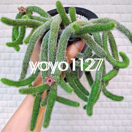 Pianta succulenta teste - 4-6,