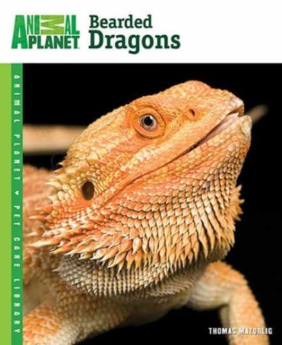 Bearded dragons animal - bearded, planet