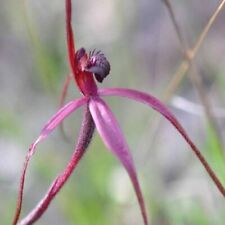 10 semi ORCHIDEA PAPPAGALLO VIOLA
