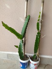 Pitaya, Frutto Del Drago