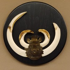 Armi Da Cinghiale (Sus Scrofa) Trofeo Cinghiale Scudo Trofeo