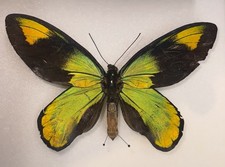 Ornithoptera Victoriae