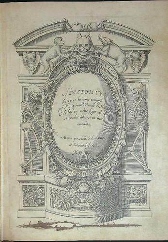 Anatomia del corpo - anatomia, umano