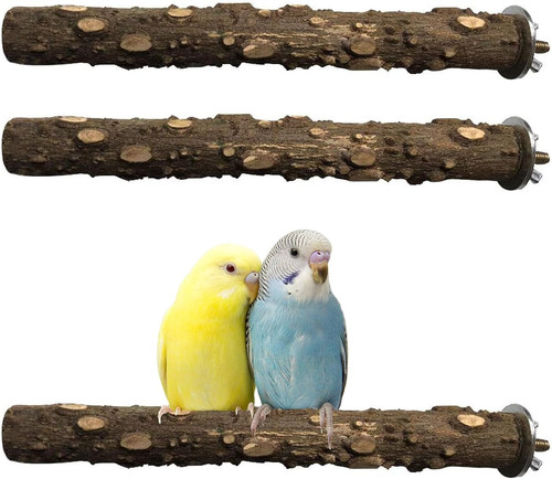 Pinvnby uccellino persico - uccellino,
