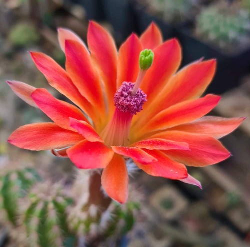 Echinocereus acifer seeds - -,