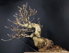 Malus halliana – Japanese