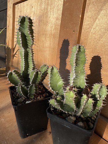 Euphorbia polyacantha cactus - polyacantha,