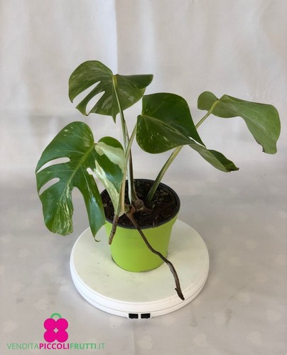 Pianta monstera albo - di,