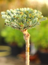 Abete coreano Abies koreana