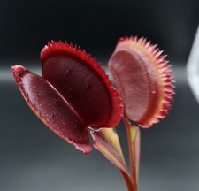 Dionaea ‘Red Piranha’ x