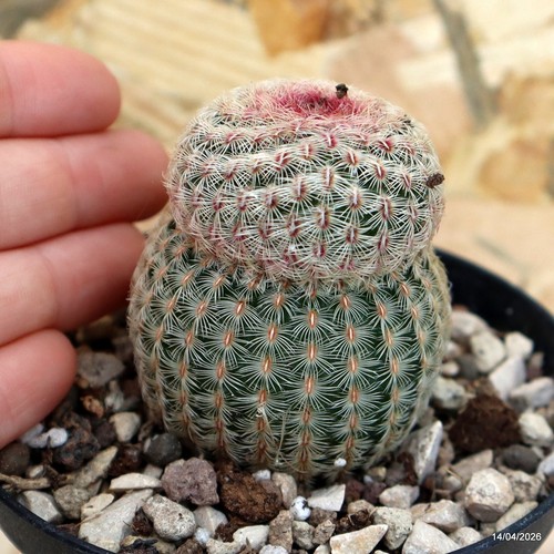 Echinocereus rigidissimus vaso - echinocereus,